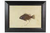 Fossil Fish (Priscacara) From Wyoming - Framed #129135-1